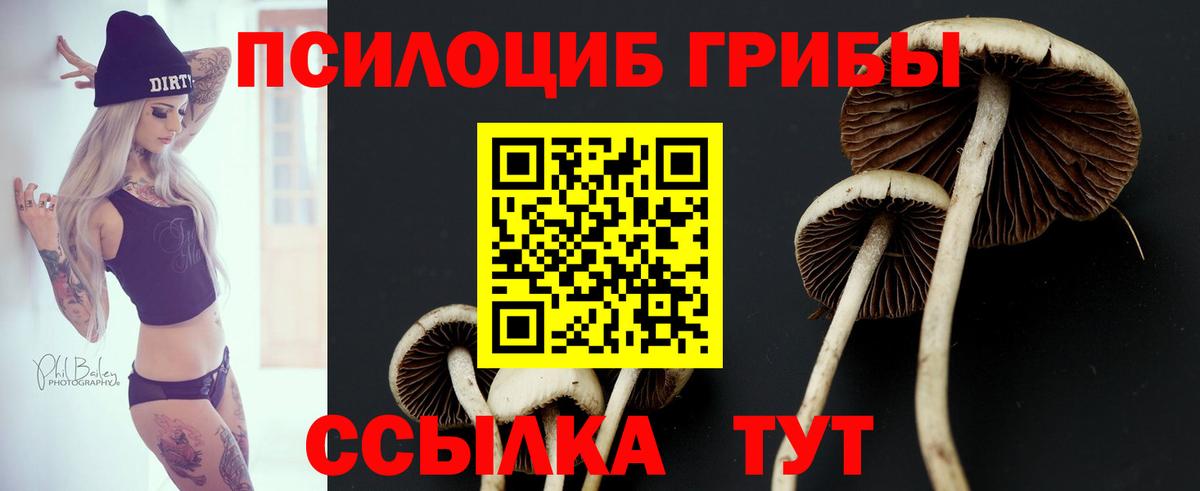 Галлюциногенные грибы Psilocybine cubensis Димитровград